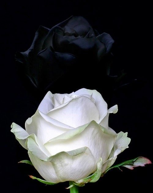 rose noire et blanche